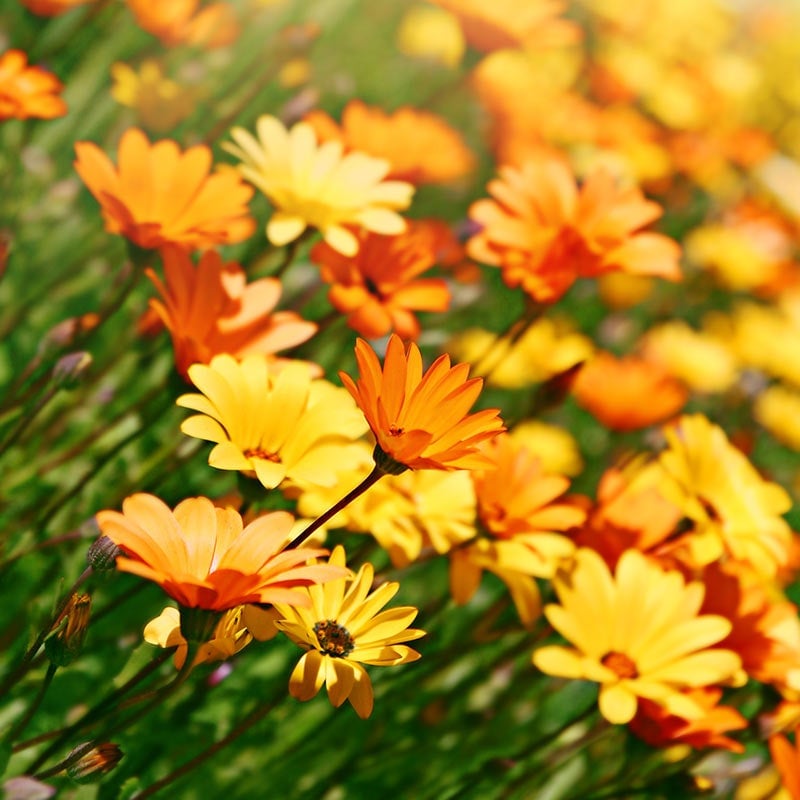 African Daisy
