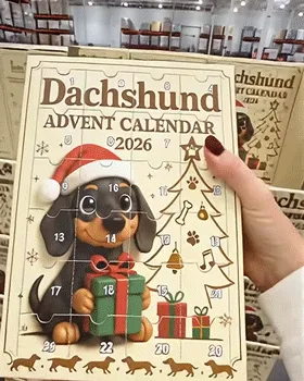 Dachshund advent calendar festive display