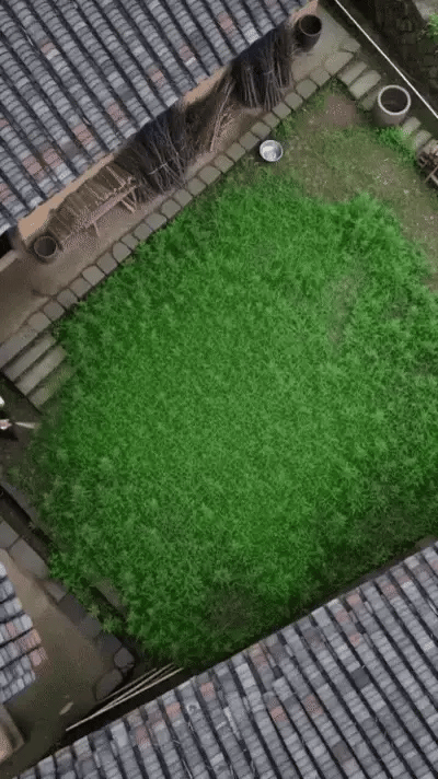 Animated demonstration of Fast-Acting Natural Weed and Grass Killer Spray