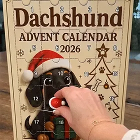 Dachshund Advent Calendar in motion