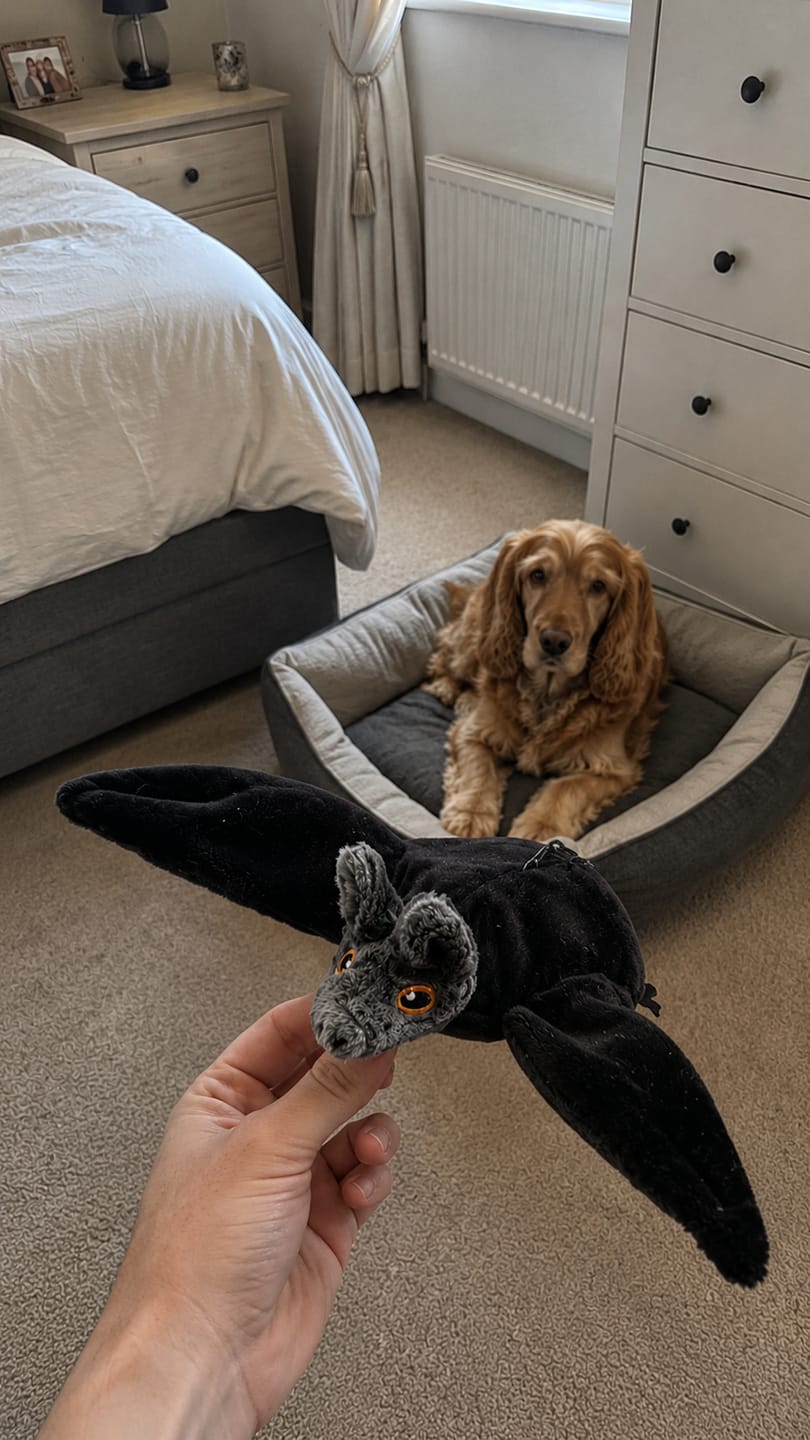 Customer photo review of WildWhisker™ Flying Bat Toy Customer photo review of WildWhisker™ Flying Bat Toy